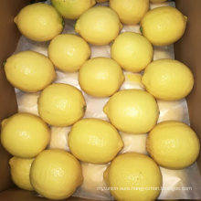 Fresh Chinese Grade One Lemon